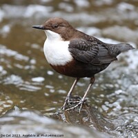 Buy canvas prints of White-throated Dipper Bird by Gemma De Cet