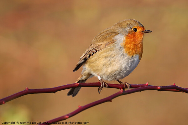 Robin Red Breast Bird Picture Board by Gemma De Cet