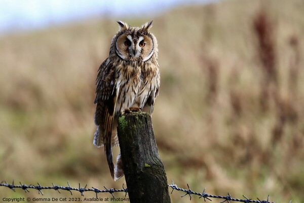 Long Eared Owl  Picture Board by Gemma De Cet