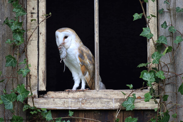 Barn Owl with mouse Picture Board by Gemma De Cet