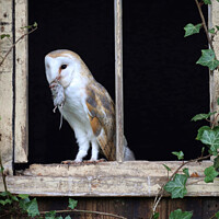 Buy canvas prints of Barn Owl with mouse by Gemma De Cet