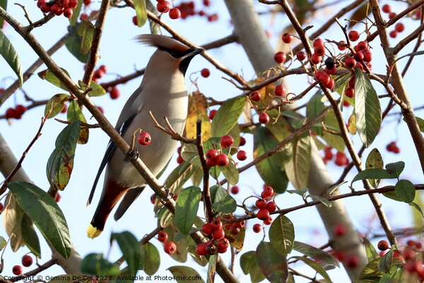 Bohemian Waxwing on a Cotoneaster Berry Tree Picture Board by Gemma De Cet