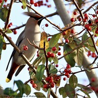 Buy canvas prints of Bohemian Waxwing on a Cotoneaster Berry Tree by Gemma De Cet