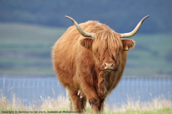 Brown highland cow Picture Board by Gemma De Cet