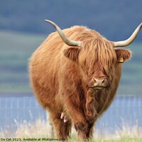Buy canvas prints of Brown highland cow by Gemma De Cet