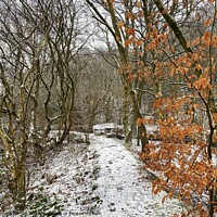 Buy canvas prints of Winter Woodland in the Snow by Gemma De Cet