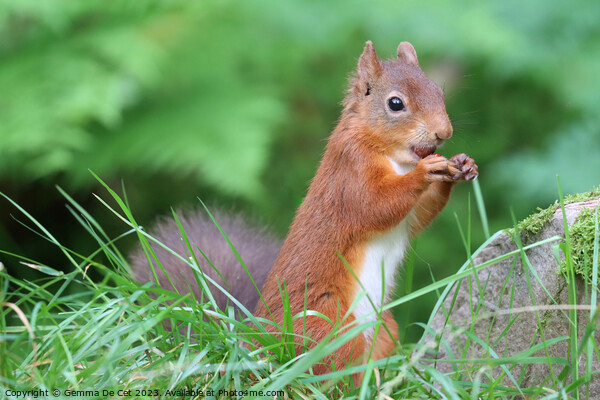 A red squirrel eating a hazelnut  Picture Board by Gemma De Cet