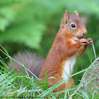 Buy canvas prints of A red squirrel eating a hazelnut  by Gemma De Cet