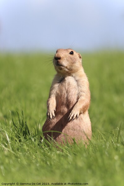 Gopher standing up in a field Picture Board by Gemma De Cet