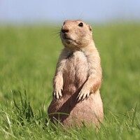 Buy canvas prints of Gopher standing up in a field by Gemma De Cet