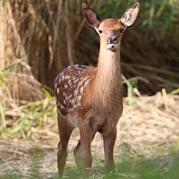 Buy canvas prints of A red deer fawn standing in woodland by Gemma De Cet