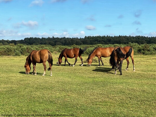 Wild ponies in The New Forest Picture Board by Gemma De Cet