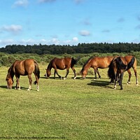 Buy canvas prints of Wild ponies in The New Forest by Gemma De Cet