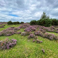 Buy canvas prints of Purple Heather Landscape  by Gemma De Cet