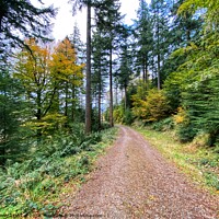 Buy canvas prints of Forest in Thirlmere, Keswick  by Gemma De Cet
