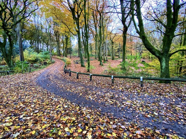 Winding path through Autumn Woodland Picture Board by Gemma De Cet