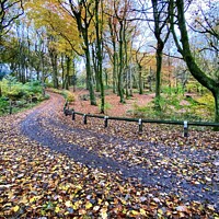 Buy canvas prints of Winding path through Autumn Woodland by Gemma De Cet
