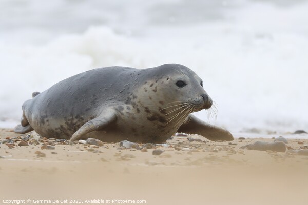 Grey Seal, Horsey Gap Beach, Norfolk Picture Board by Gemma De Cet