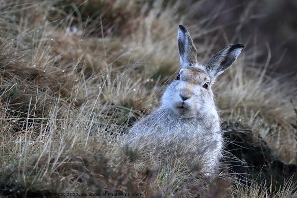 White Mountain Hare, Peak District  Picture Board by Gemma De Cet