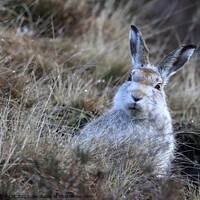 Buy canvas prints of White Mountain Hare, Peak District  by Gemma De Cet