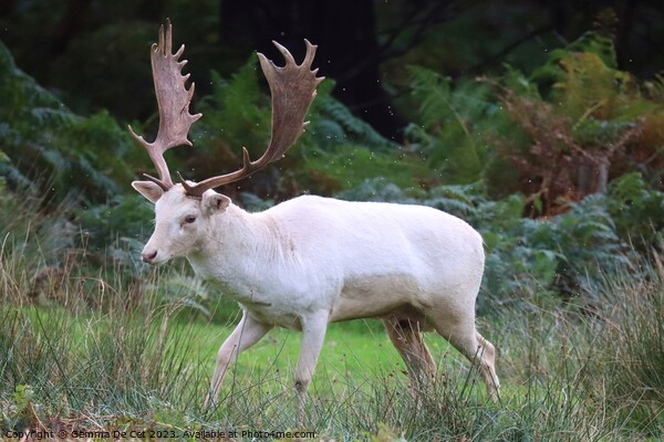 White Fallow Deer Stag Picture Board by Gemma De Cet