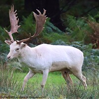 Buy canvas prints of White Fallow Deer Stag by Gemma De Cet