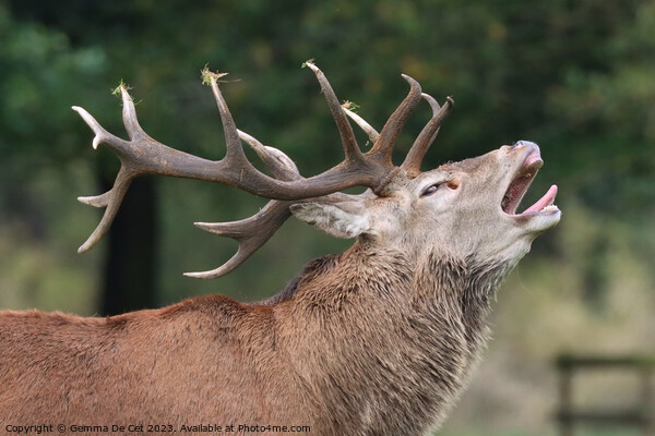 Roaring Red Deer Stag, Tatton Park Picture Board by Gemma De Cet