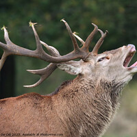 Buy canvas prints of Roaring Red Deer Stag, Tatton Park by Gemma De Cet