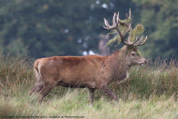 A red deer stag, Tatton Park Picture Board by Gemma De Cet