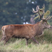 Buy canvas prints of A red deer stag, Tatton Park by Gemma De Cet