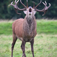 Buy canvas prints of Bellowing Red Deer Stag, Tatton Park by Gemma De Cet