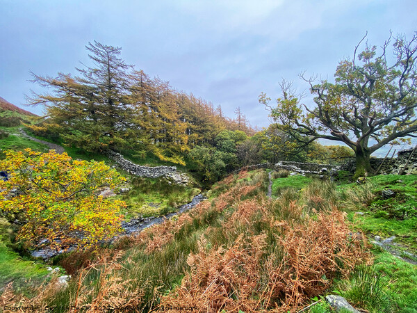 Threlkeld Autumn Landscape, Lake District Picture Board by Gemma De Cet