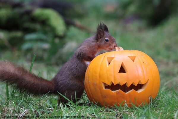 Red Squirrel with Halloween Pumpkin  Picture Board by Gemma De Cet