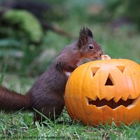 Buy canvas prints of Red Squirrel with Halloween Pumpkin  by Gemma De Cet