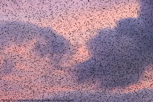 Starling Murmuration at Sunset Picture Board by Gemma De Cet