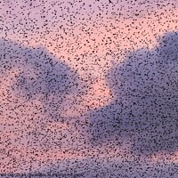 Buy canvas prints of Starling Murmuration at Sunset by Gemma De Cet
