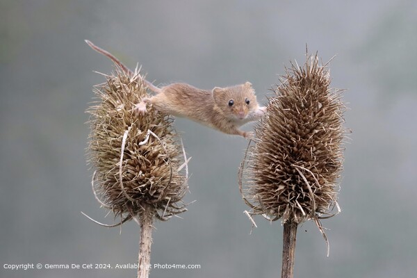 Harvest Mouse Stretching across Thistles Picture Board by Gemma De Cet