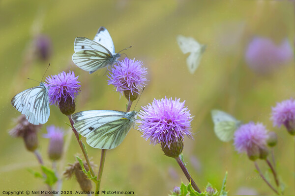 Butterflies on Thistles Picture Board by Neil McKellar
