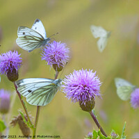 Buy canvas prints of Butterflies on Thistles by Neil McKellar