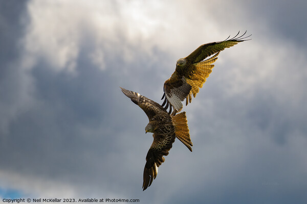 Tangled Red Kites Picture Board by Neil McKellar