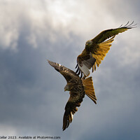Buy canvas prints of Tangled Red Kites by Neil McKellar
