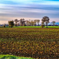 Buy canvas prints of Outdoor field with trees and a streaked sky by Ottorino Cavazzana
