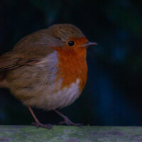 Buy canvas prints of Round Robin by Alex Brown