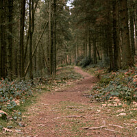 Buy canvas prints of Path through the woods by Alex Brown