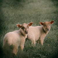 Buy canvas prints of Lambs by Alex Brown
