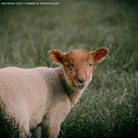 Buy canvas prints of Ginger Lamb by Alex Brown
