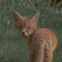 Buy canvas prints of A fox in the grass by Alex Brown