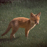 Buy canvas prints of Foxy by Alex Brown