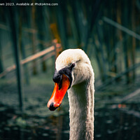 Buy canvas prints of Swan on a mission! by Alex Brown