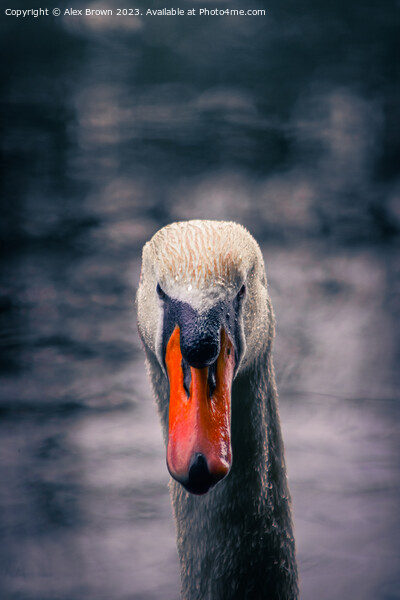 Swan staring into your eyes  Picture Board by Alex Brown